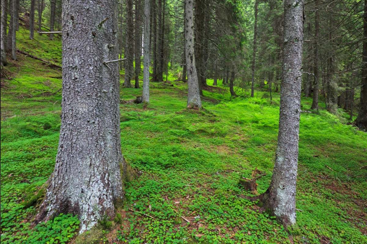 Friedwald-<br>Bestattung